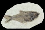 Fossil Fish (Diplomystus) - Green River Formation #129542-1